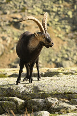 cabras monteses en la sierra de gredos