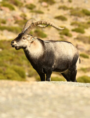cabras monteses en la sierra de gredos
