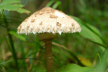 Close-up of Edible Macrolepiota Procera Fungus in Green Grass