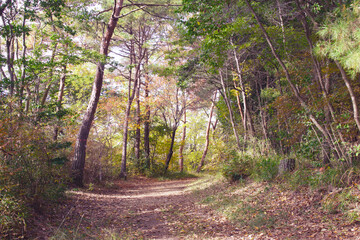 兵庫県・三木市県立公園の秋、紅葉