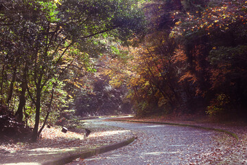 兵庫県・三木市県立公園の秋、紅葉