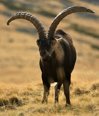 cabras monteses en la sierra de gredos