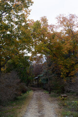 Fototapeta premium 兵庫県・三木市県立公園の秋、紅葉
