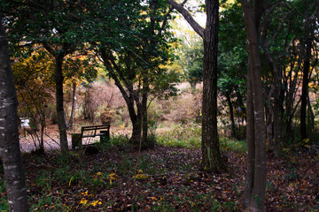 兵庫県・三木市県立公園の秋、紅葉