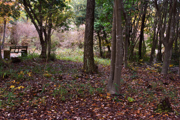 兵庫県・三木市県立公園の秋、紅葉