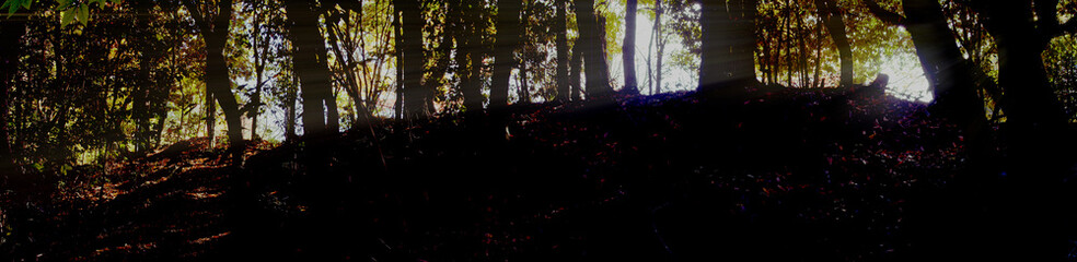 兵庫県・三木市県立公園の秋、紅葉