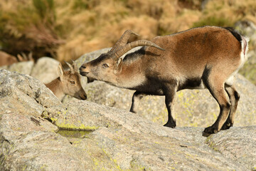 cabras monteses en la sierra de gredos