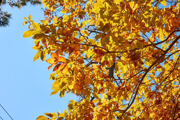 Looking up at red maple leaves against a clear blue sky in autumn, capturing the beauty of Japanese fall foliage with colorful leaves and natural light filtering through the branches