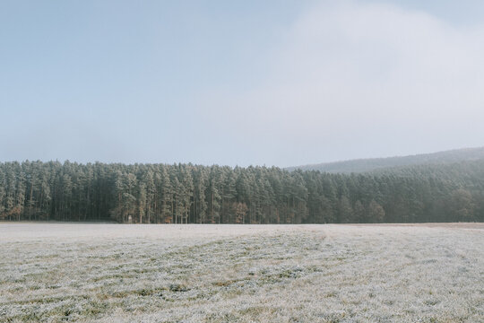 Waldrand an einem kalten Wintermorgen bei Sonnenschein