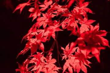 ライトアップの紅葉