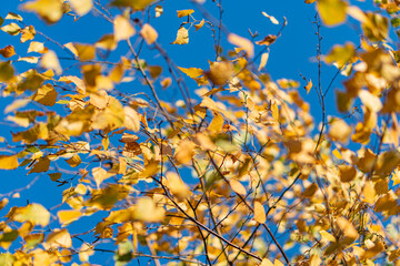 Close-up autumn leaves on diagonal branches, yellow, orange, brown hues, flutteringswaying motion, late afternoon soft light, blurred blue sky background, realistic style, nature, fall season, textu