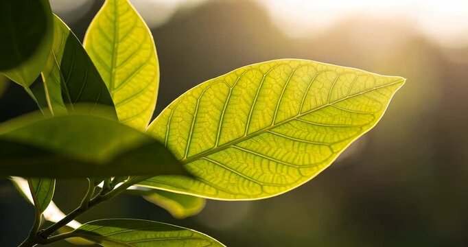 Close-up of vibrant green leaves illuminated by sunlight, showcasing intricate vein patterns and natural beauty