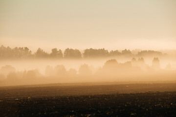 misty morning in the field