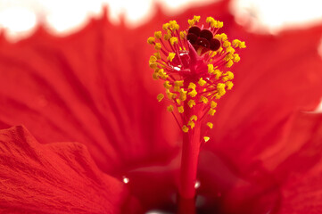 A close-up macro shot with the red hibiscus's pistil as the focal point, featuring spherical water droplets on the petals, floating on the water, and taken in a studio against a white background.