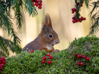 Eichh&ouml;rnchen Weihnachtszeit