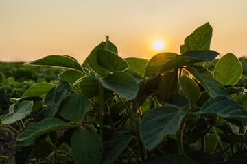 Sunrise in soybean field.AI generated image.