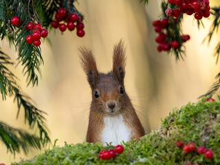 Eichh&ouml;rnchen Weihnachtszeit