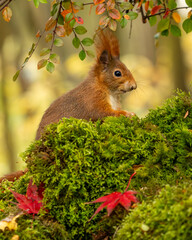 Eichhörnchen Weihnachtszeit