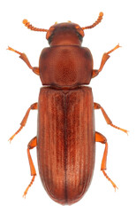 Adult of Confused flour beetle, Tribolium confusum, a type of darkling beetle known as a flour beetle, is a globally found, common pest insect known for attacking and infesting stored flour and grain.