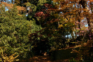 Looking up at red maple leaves against a clear blue sky in autumn, capturing the beauty of Japanese fall foliage with colorful leaves and natural light filtering through the branches