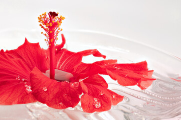 Macro shot of spherical water droplets on the red hibiscus petals floating on the water in a glass container, taken indoors in a studio with a white background.