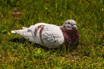 Gołąb odpoczywający na trawie.