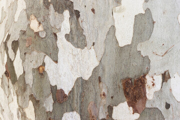 Plane tree, trunk, close up