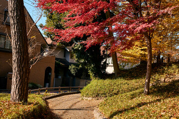 Looking up at red maple leaves against a clear blue sky in autumn, capturing the beauty of Japanese fall foliage with colorful leaves and natural light filtering through the branches