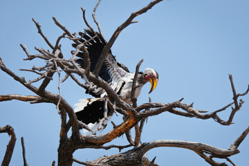 Southern yellow-billed hornbill (Tockus rufirostris) spreads its wings on a dry branch under the clear African sky, showcasing its striking plumage in the savanna heat. © Massi Arezki
