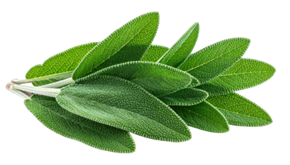 Close-up of a sprig of fresh, green sage leaves with textured surfaces