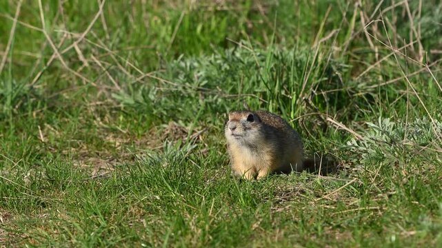 Ground Squirrel Spermophilus pygmaeus, in the wild. Slow motion. Close up.
