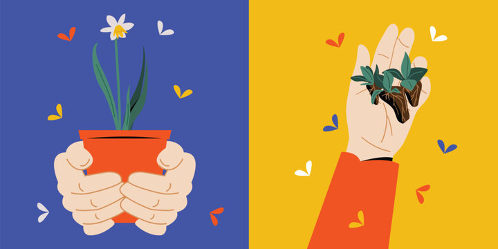 Hand Holding Seedling and Daisy Flower Plants in a Pot, Home Gardening, Sustainable Green Living and Farming