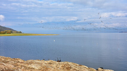 birds migration over lake Kerkini in Greece