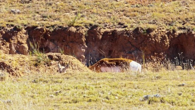 Pronghorn are ungulates (hoofed animals) and are very similar to deer and antelope in appearance, but are actually neither. They are the last surviving member of a group called the Antilocapridae.