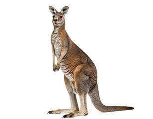 Australian Kangaroo Full Body Isolated White Background