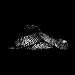 Central Ranges Taipan, coiled with its head raised and tongue flicking. The artwork highlights the snake’s textured scales and poised, alert posture, depicted in a classic vintage engraving style.