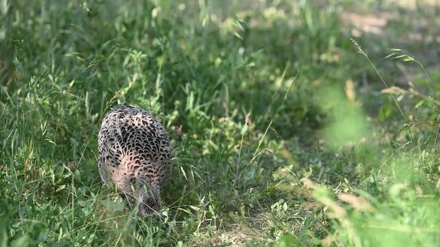 A female pheasant Phasianus colchicus foraging in the grass in the wild. Slow motion.