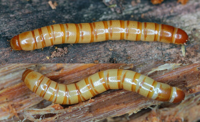 Larvae of Uloma culinaris is a species of darkling beetle, family Tenebrionidae.