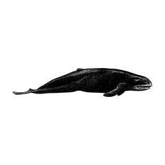 Livyatan, the prehistoric giant sperm whale. The artwork highlights its massive body, powerful jaws, and streamlined shape, rendered in a classic vintage engraving style that emphasizes texture.