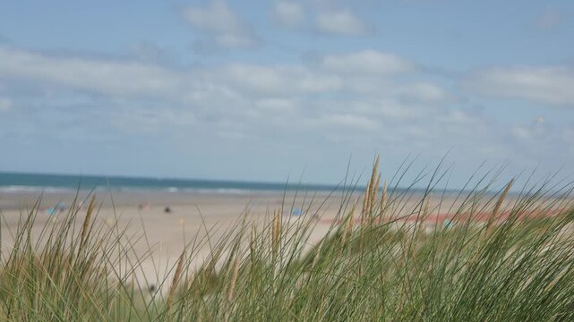 Wind Blows Through Coastal Dune Grass on Dunkirk Beach