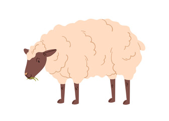 Sheep grazing, eating grass. Woolly fluffy ewe with head down, feeding in countryside. Domestic farm animal, fleecy furry soft livestock. Flat vector illustration isolated on white background