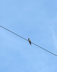 Swallow Bird Perched on a Black Wire Against a Clear Blue Sky