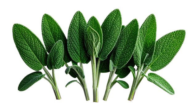 Close-up of vibrant green sage leaves on stems against a black background