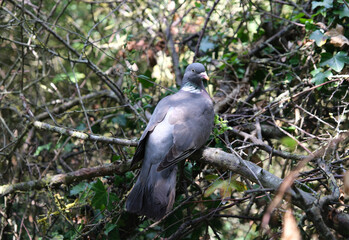 European Wood Pigeon Perched in Dense Tree Branches and Foliage