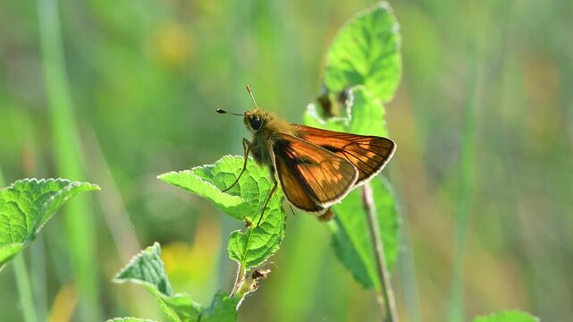 A calm Large Skipper butterfly rests on a green leaf in the wild.