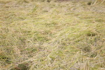 Fototapeta premium 倒れた稲