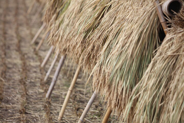 稲を干す様子