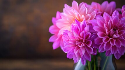 Vibrant Pink Dahlias in Bloom