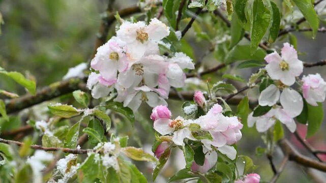 Blooming trees in spring during an unexpected heavy snowfall. Slow motion. Close up.