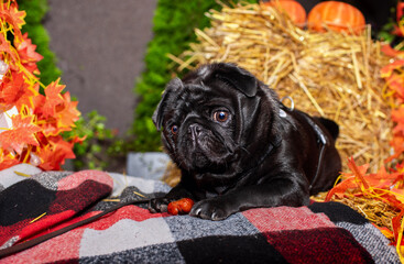 Black pug dog lies on a blanket on a background of blurred hay, pumpkins and leaves. The dog has a harness. Dog walking. Training. Autumn city. Horizontal and blurred photo